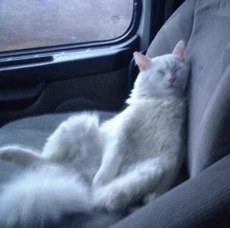 Кот ев дальнобойщик