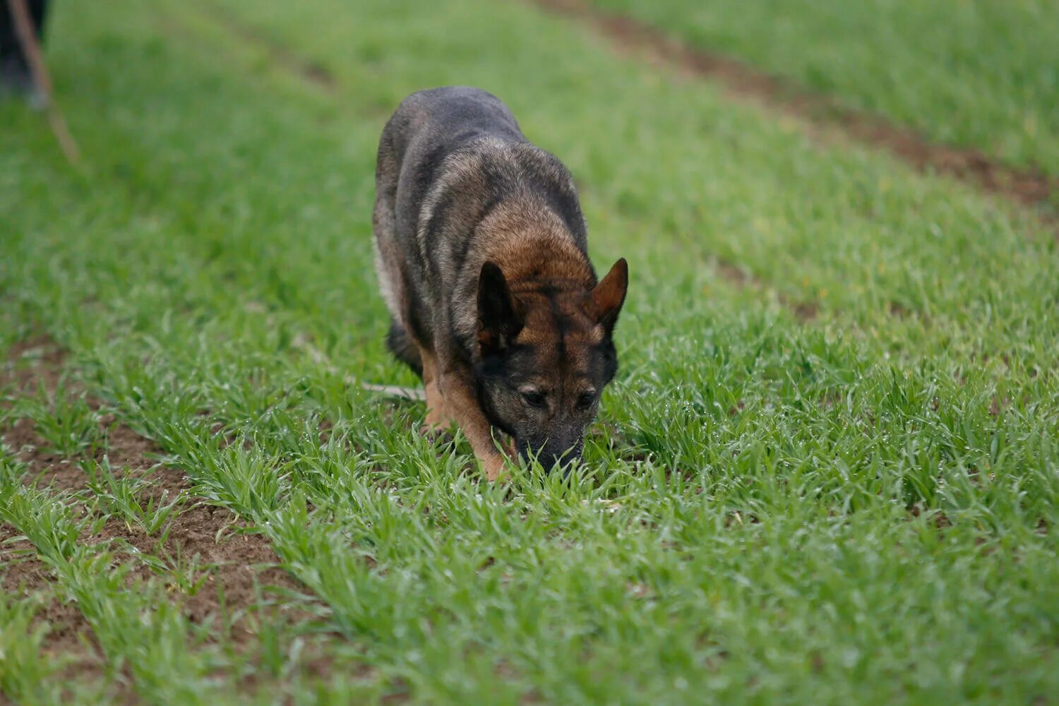 Гамак для собак. Турбаза река горный алтай. Турбаза в подмосковье лесной озеро. Чемальский р-н, с. Бизнес план домики для отдыха.