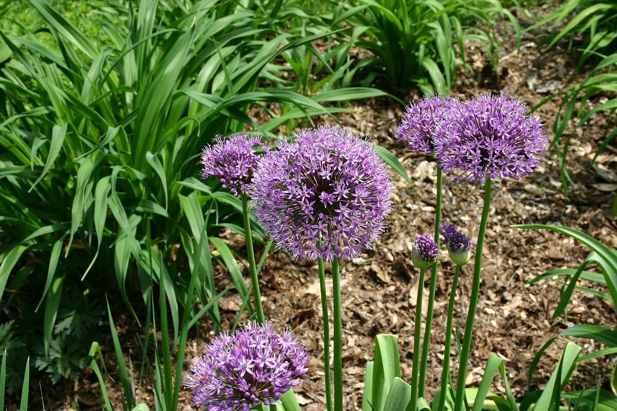 Аллиум афлатунский. Черемша Рокамболь. Лук афлатунский, Allium aflatunense. Аллиум Меркуриус. Декоративный чеснок фото