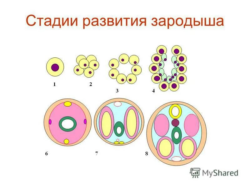 половое размножение животных. форма полового размножения развитие яйцеклетки без оплодотворения. половое размножение без оплодотворения. формы партеногенеза. половое размножение формы.