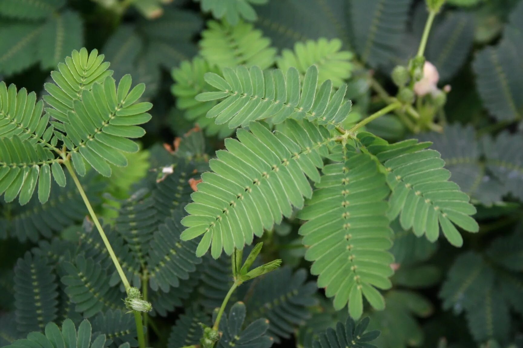 Комнатные растения мимоза. Mimosa pudica (Мимоза). Mimosa pudica растение. Мимоза стыдливая недотрога. Мимоза стыдливая листья.