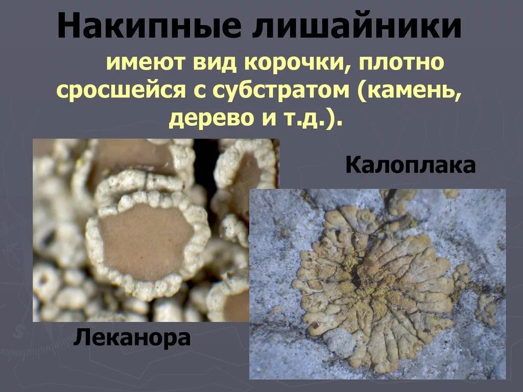 Лишайники распространены. Накипные лишайники леканора. Классификация накипные лишайники. Аспицилия лишайник. Лишайник леканора съедобная.