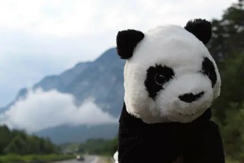 Panda meme