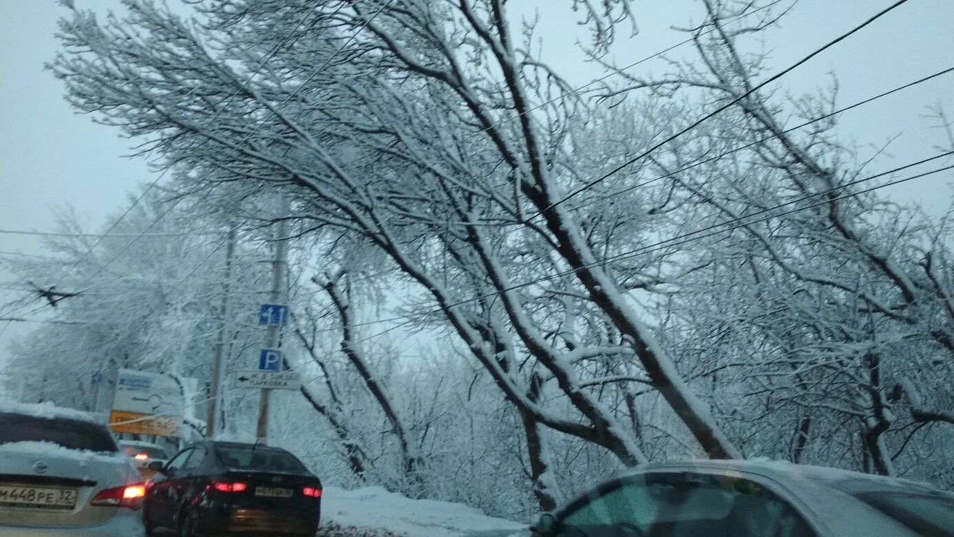 Снегопад в Брянске. Снегопад в Брянске сегодня. Сухое упавшее дерево зимой. Когда в Брянске выпадет снег. Ночью на мокрые деревья упал снег сравнение