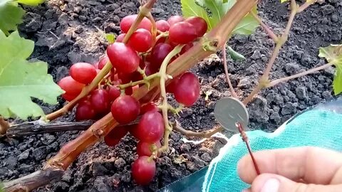 Виноград сорт пестрый отзывы
