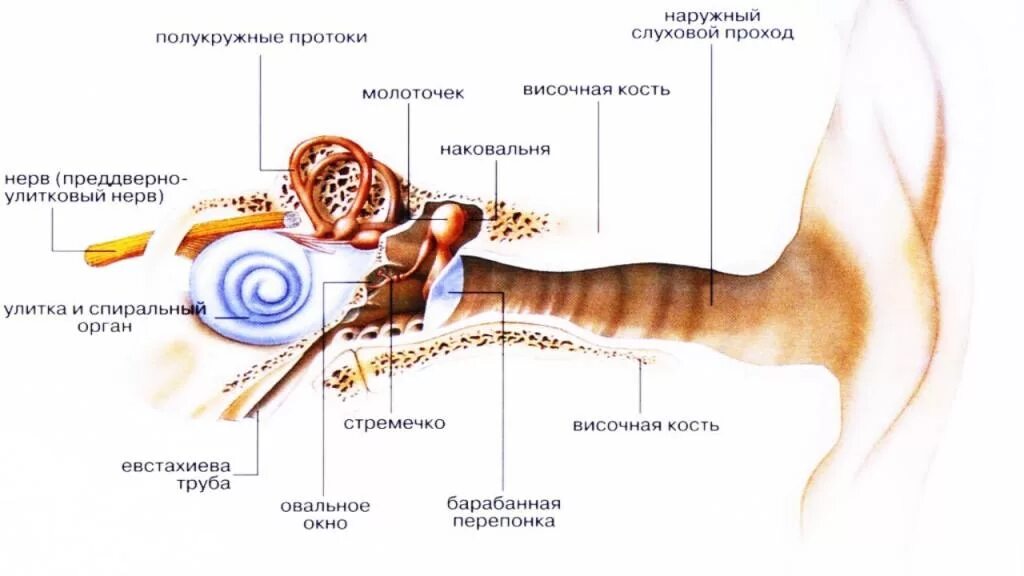 Симптомы евстахиита у взрослых. Наружный слуховой проток. евстахиит симптомы и лечение. евстахиит клинические проявления.