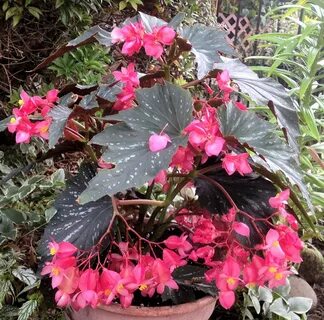 Begonia ameen beats