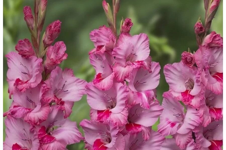 Гладиолус крупноцветковый "pink lady". Гладиолус микс дварф. Гладиолусы почтой. Гладиолус крупноцветковый найтмэр. Гладиолус мерло айс.