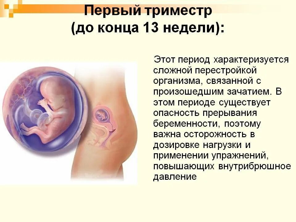 1 Триместр беременности плод. Сроки первого триместра беременности. Триместры беременности. Беременность в первом триместре. Как ощущается неделя беременности