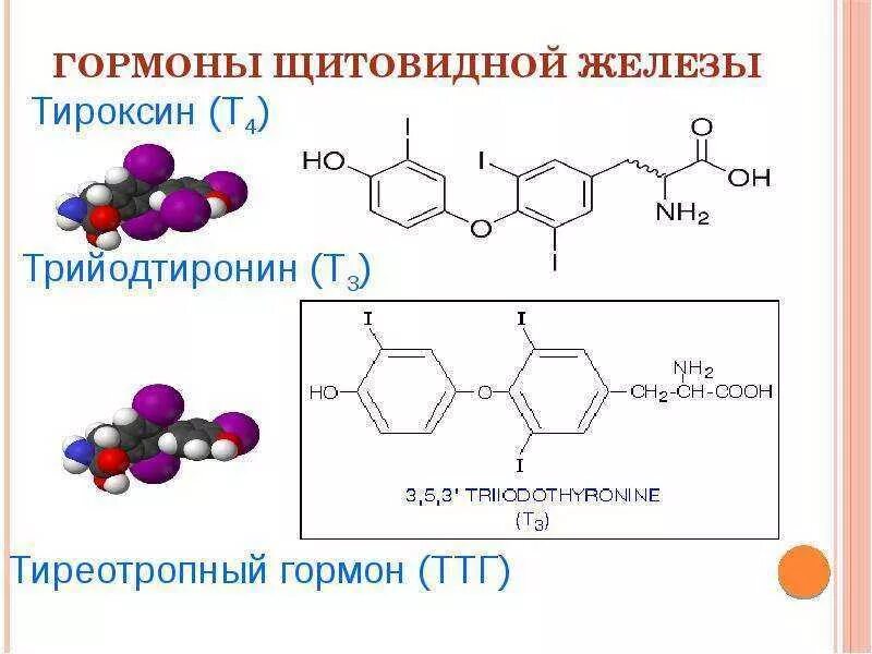 тиреотропный гормон 1 1. тиреотропный гормон 3. тиреотропный гормон 1 1. ттг(0,3-4,0). тиреотропный гормон 0 12.