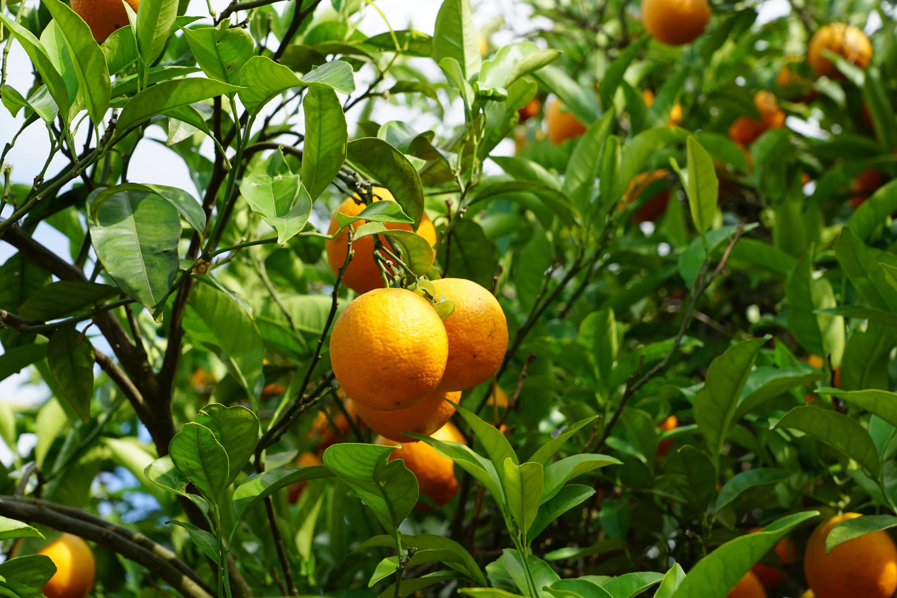 Краснодарский мандарины. Мандарин Tangerine Tree. Цитрус мандарин Mandarine. Померанец дерево. Абхазия Мандариновая роща.