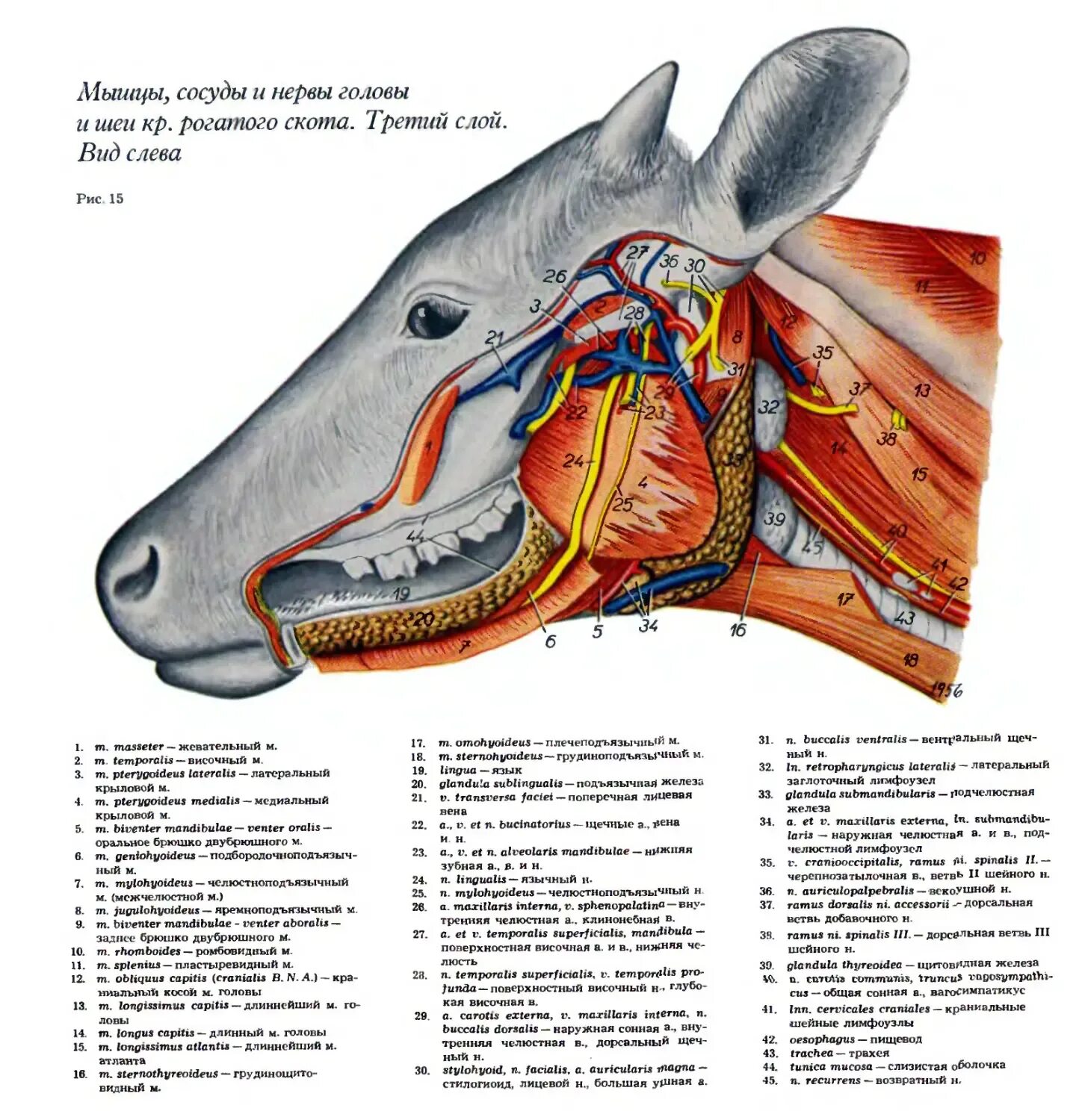 Сонная артерия у свиней где находится. Анатомия шеи КРС вены. Яремная Вена КРС анатомия. Лимфатические узлы головы коровы.