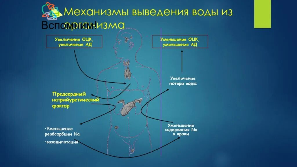 Увеличение воды в организме