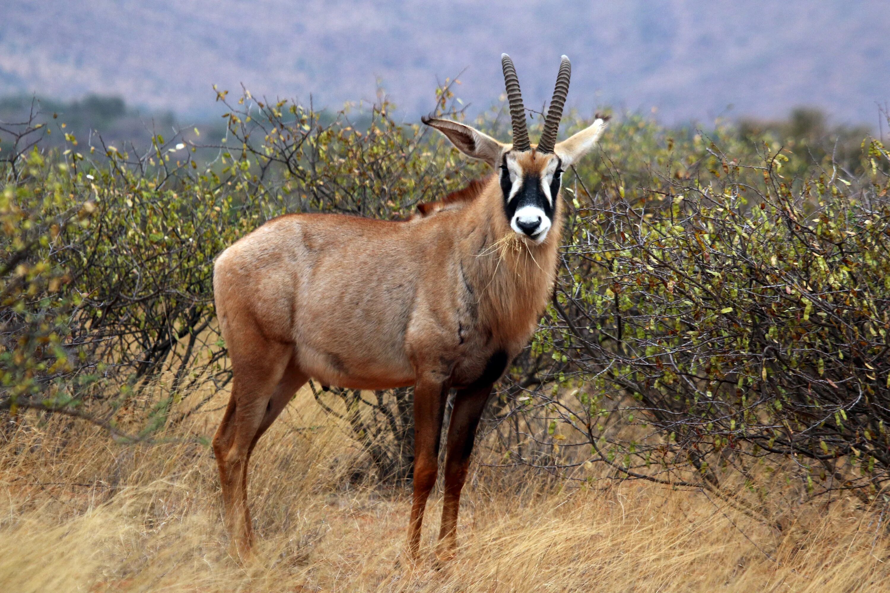 Roan Antelope. Чалая антилопа. Антилопа Лошадиная (Hippotragus equinus). Hippotragus equinus.