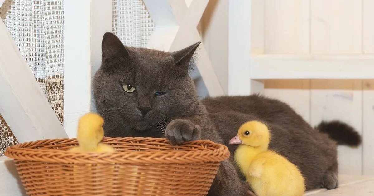 Cat duck. Кот и утенок. Котик и уточка. Кошка с уточками. Котик смешной с уточкой.