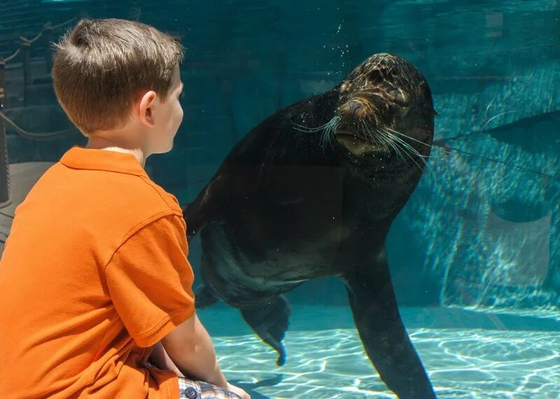 Знаменитый зоопарк. Морские обитатели зоопарка. зоопарки мира. самый лучший зоопарк. большой зоопарк.