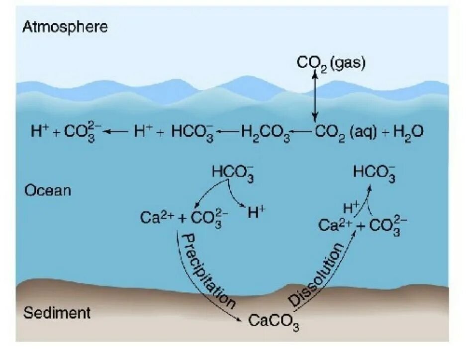 Поглощение углекислого газа океаном. Углерод в океане. Co2 строение. Углерод в мировом океане. Реакция образования co2