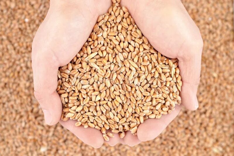Зерно. Зерно в руках. Ячмень дробленый. Пшеничное зерно.