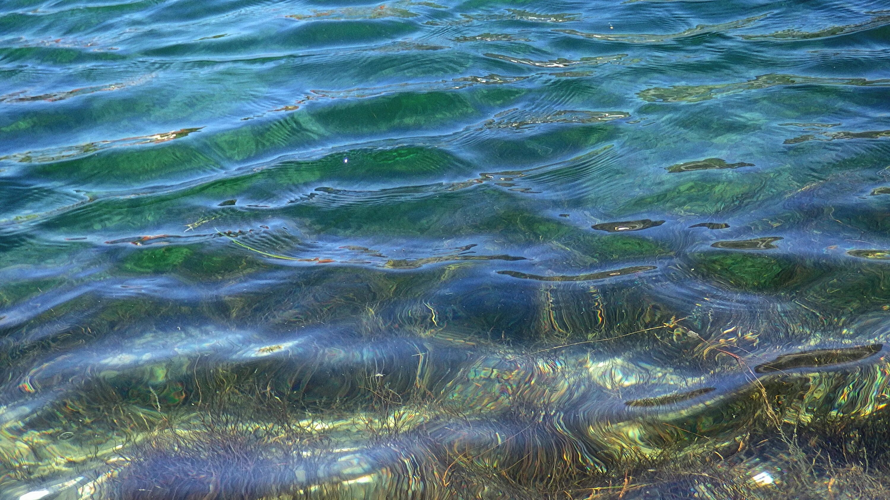 Синезеленые водоросли Волга. Речное дно. Прозрачная вода в реке. Дно реки.