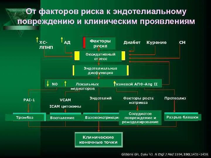 Апф фермент. Дисфункция эндотелия. Маркеры эндотелиальной дисфункции. Факторы повреждения эндотелия атеросклероз. Факторы повреждения эндотелия.