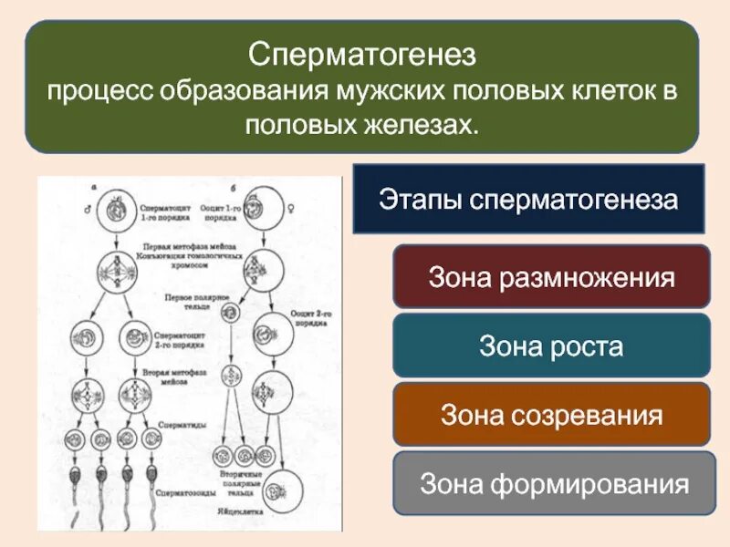 Фазы развития половых клеток. Схема процесса сперматогенеза. Схема образования сперматогенеза. Сперматогенез зоны роста и зоны созревания.