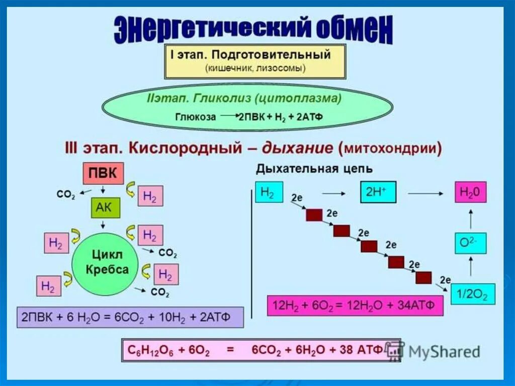 Энергетическим обменом является. Подробно 3 этап энергетического обмена. Гликолиз - энергетический обмен обмен?. Кислородный этап энергетического обмена цикл Кребса. Этапы энергетического обмена схема 10 класс.