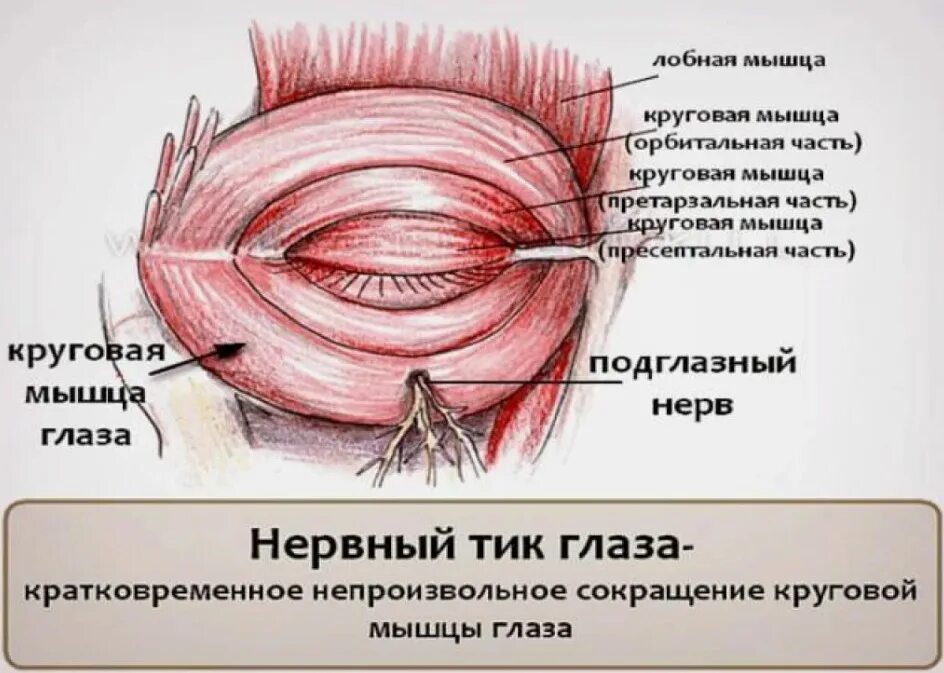 Дергается глаз болит. Круговая мышца глаза части. Строение круговой мышцы глаза.