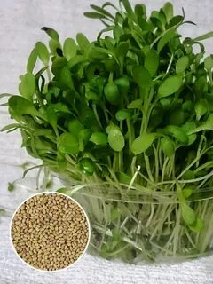 Проростки семена микрозелени