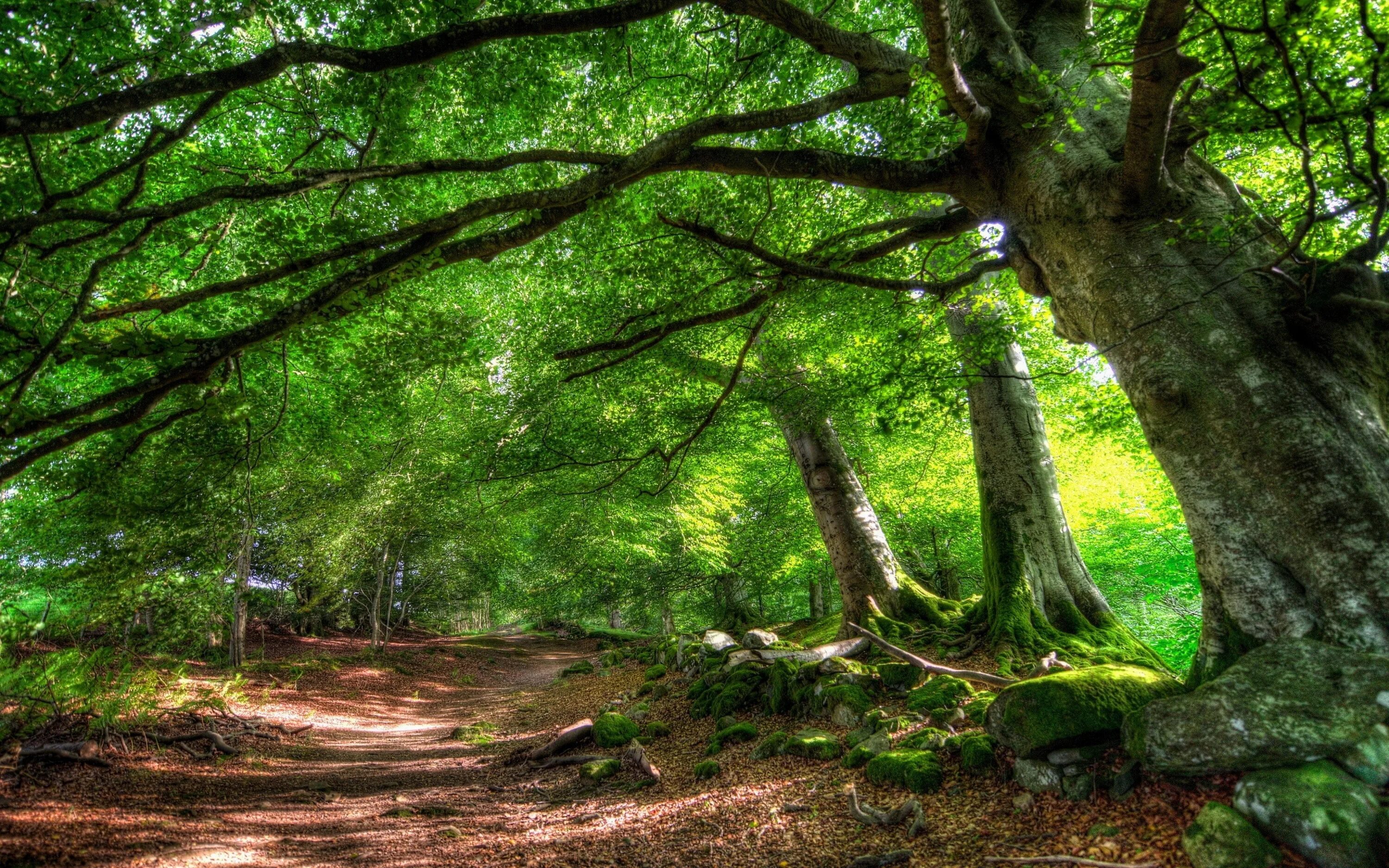 Natural tree. Беловежская пуща деревья. Красивый лес. Природа деревья. Деревья в лесу.