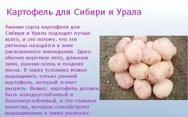 Сорт картофеля Детскосельский. Рассыпчатые сорта картофеля. Ранние сорта картофеля для Сибири. Рассыпчатые сорта картофеля для Сибири. Колобок картофель характеристика