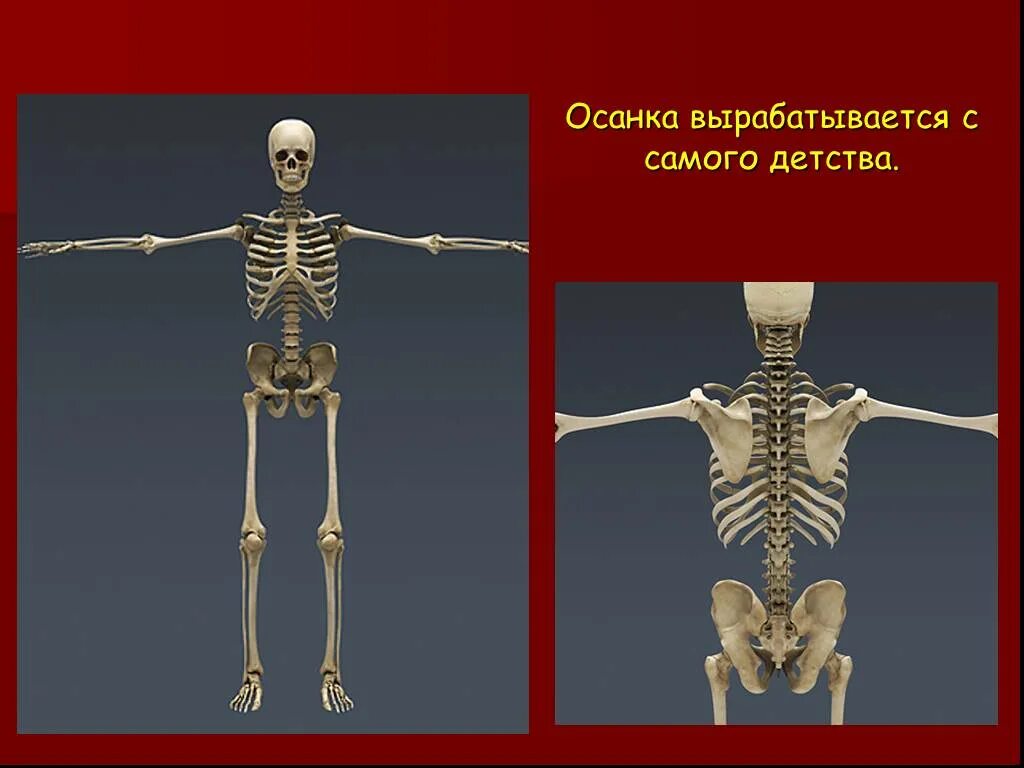 Скелет человека. Опора тела. Опора тела и движение. Скелет опора человека.