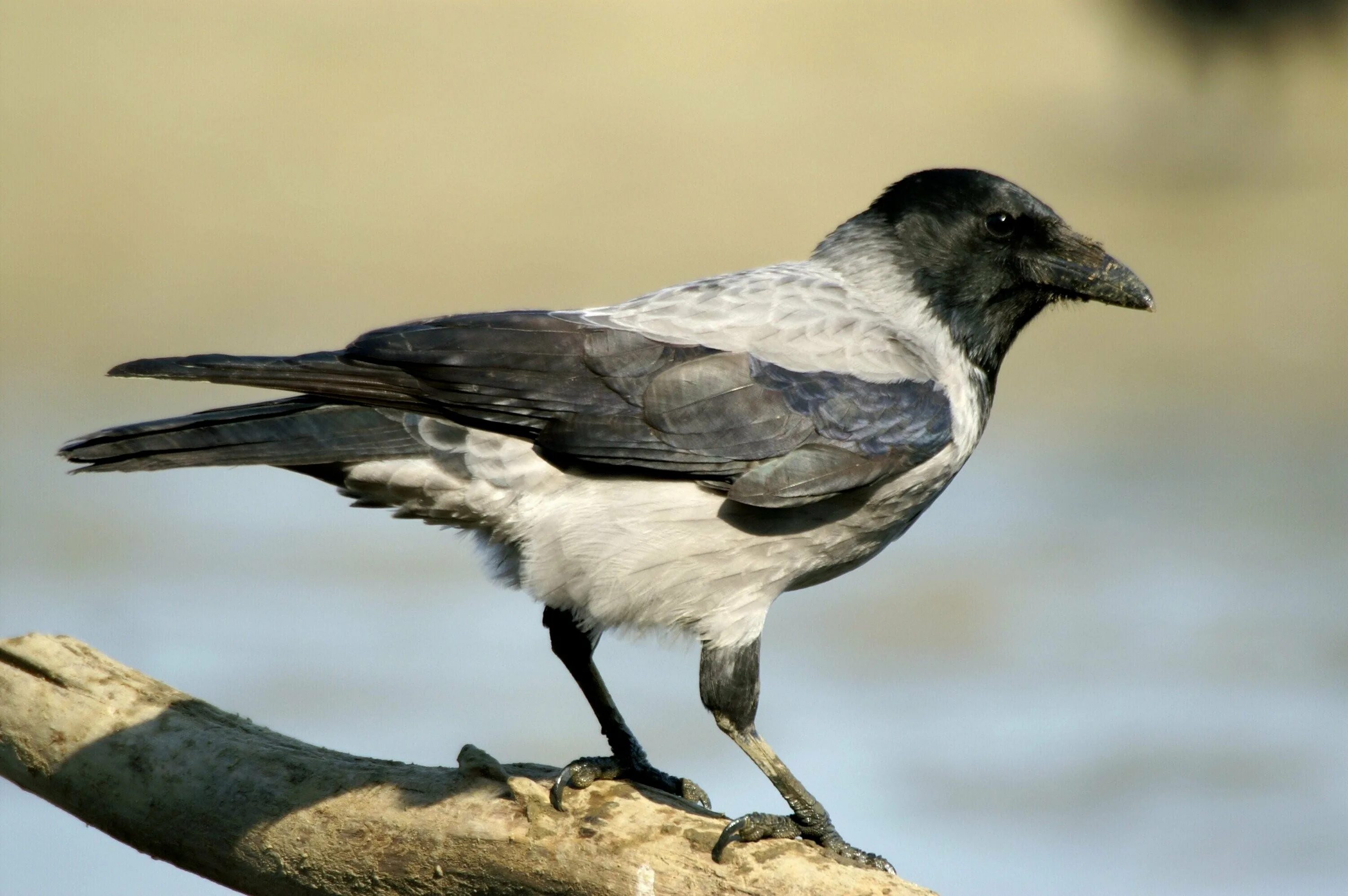 Поведения серых ворон. Corvus cornix. Серая ворона птица. Corvus cornix птица. Ворона и серая ворона.