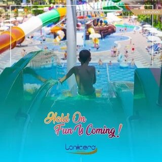 Lonicera city отзывы