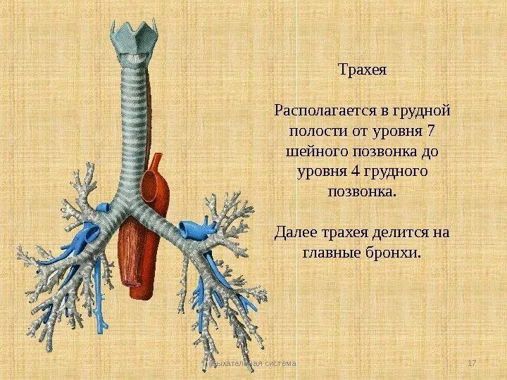 Дыхательная трахея человека. Трахея сбоку. Трахея и бронхи человека. Системы дыхания трахея. Длина трахеи