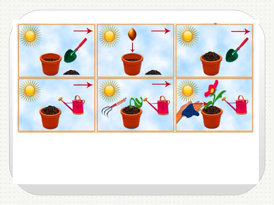 Картотека познавательно исследовательская в старшей группе. Алгоритм посадки растений. Алгоритм посадки растения для детей. Комнатные растения для детей дошкольного возраста. Алгоритм посадки комнатных растений.