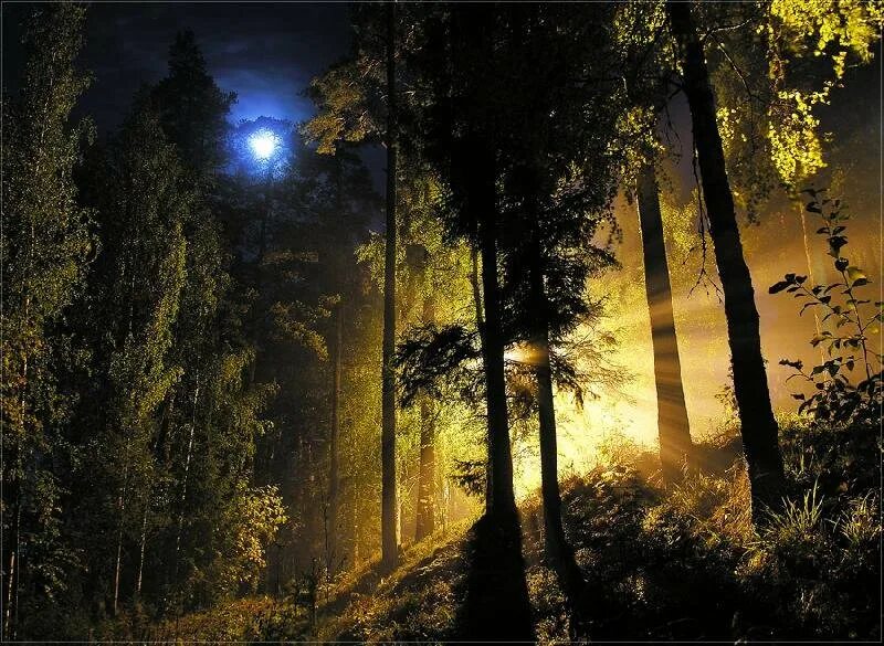 «Ночь в лесу». Ночной лес. Ночной пейзаж леса. Лес ночью летом. Беззвучный лес