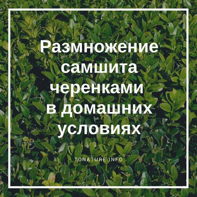 Как черенковать самшит. Самшит размножение. черенкование самшита. самшит размножение черенками. самшит размножение черенками в домашних условиях.