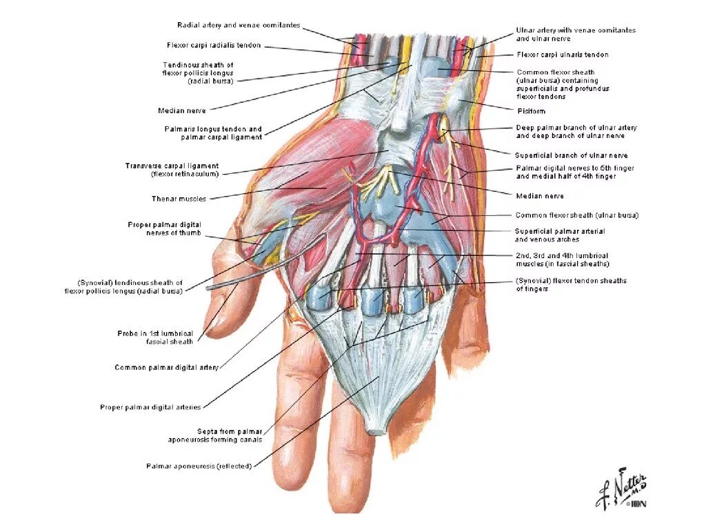 Иннервация верхней конечности топографическая анатомия. Нервы руки топографическая анатомия. Анатомия кисти Неттер. Анатомия срединного нерва на кисти. Топографическая анатомия сухожилий