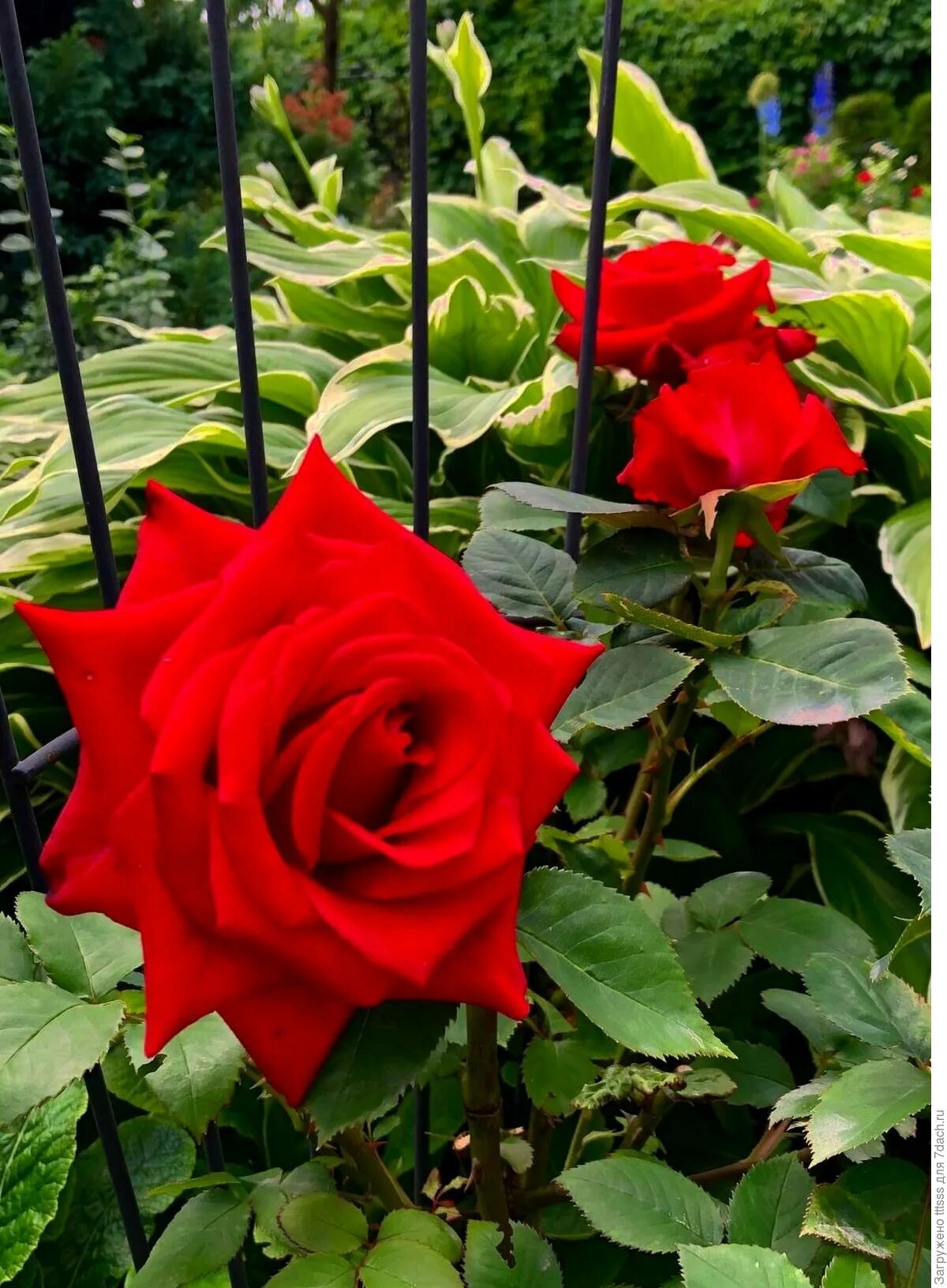 Чайно-гибридная гранд аморе. Гранд аморе (grande amore). Гранд аморе (grande amore). Гранд аморе (grande amore). Чайно-гибридная гранд аморе.