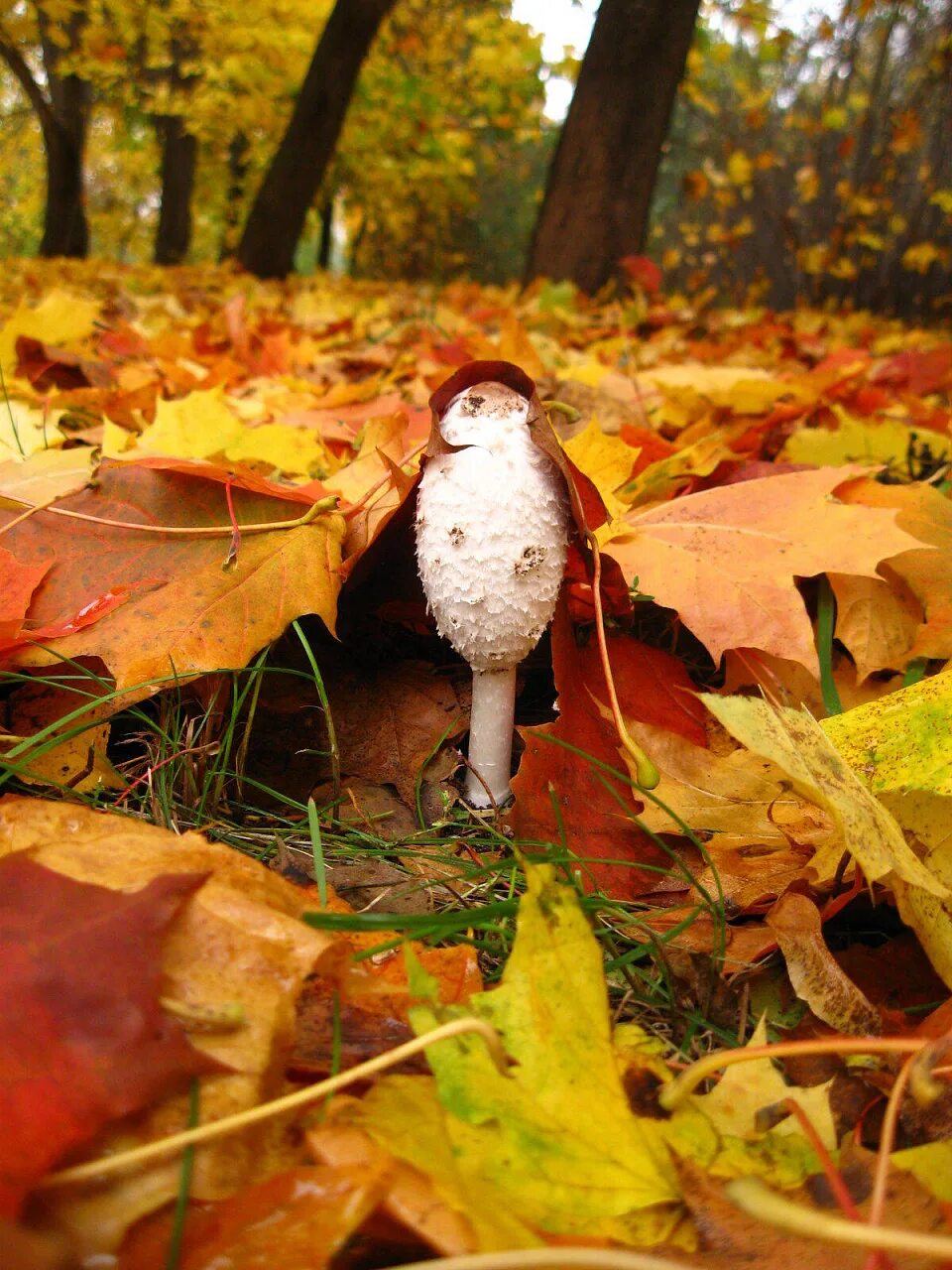 Осенний замечать