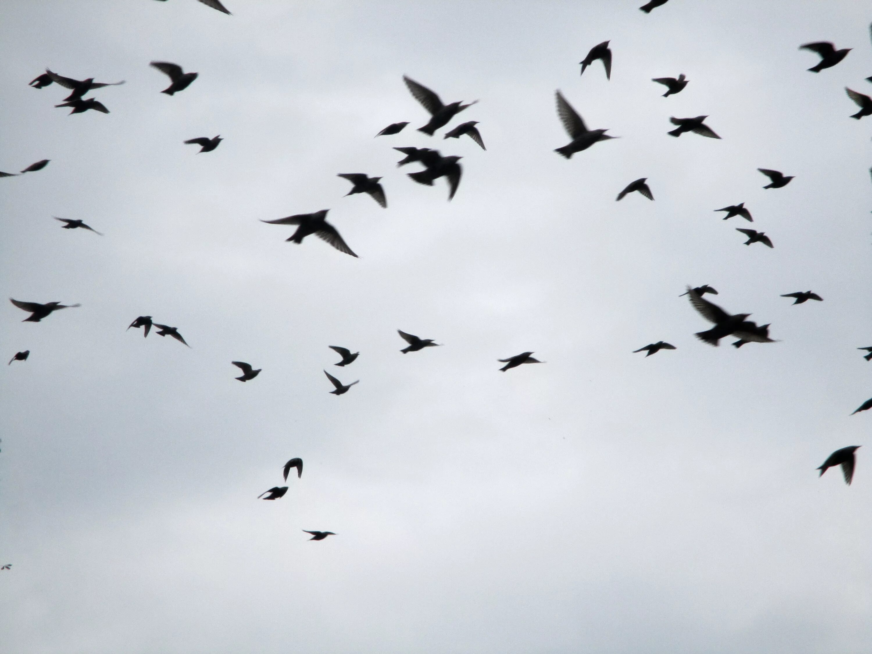 Стая черных птиц. Стая птиц. Птицы разлетаются. Стая ворон в небе. Птицы летающие стаями.