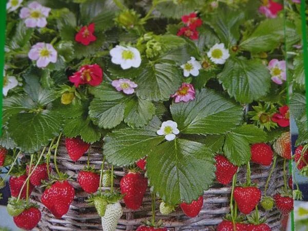 картинки : растение, фрукты, ягода, милая, Пища, Красный, производить, клубника,