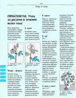 Шпаргалка по розам