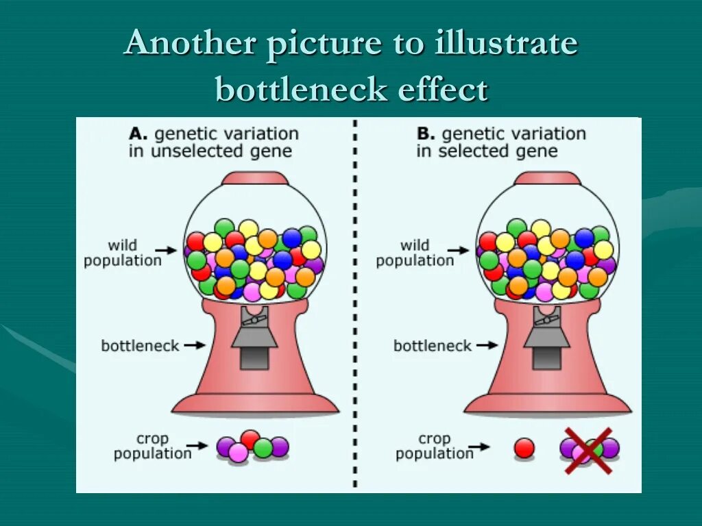 Genetic variation