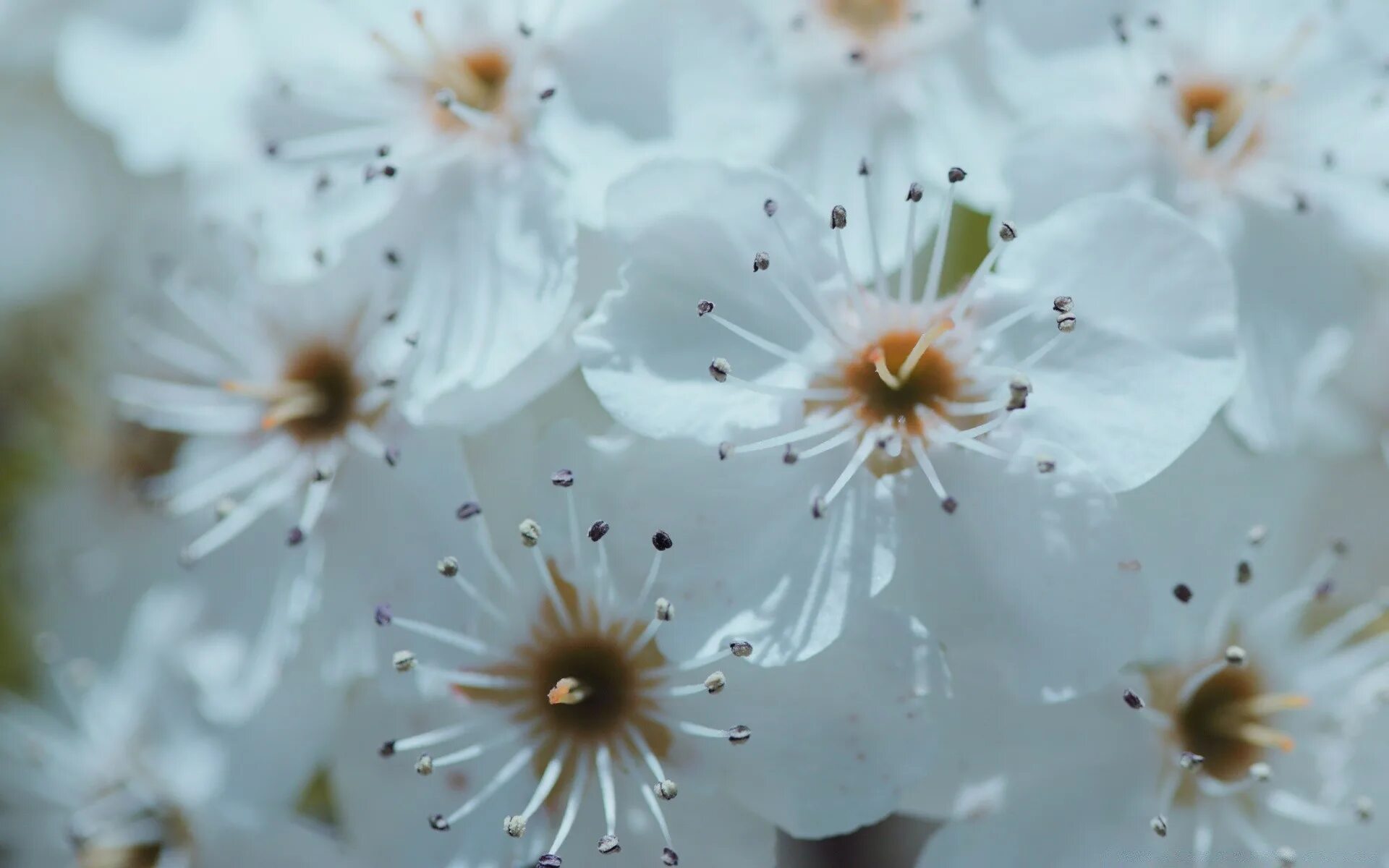 White spring. Уайт-спринг. Красивые картинки о весне природа и цветы.