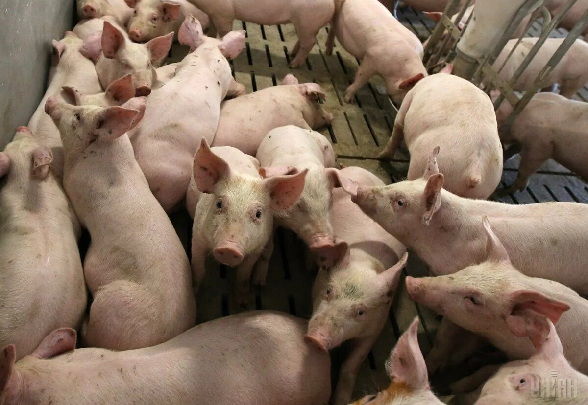 13 свиней. Вспышки африканской чумы свиней Украина. Стадо поросят. Молодняк свиней. Десять поросят.