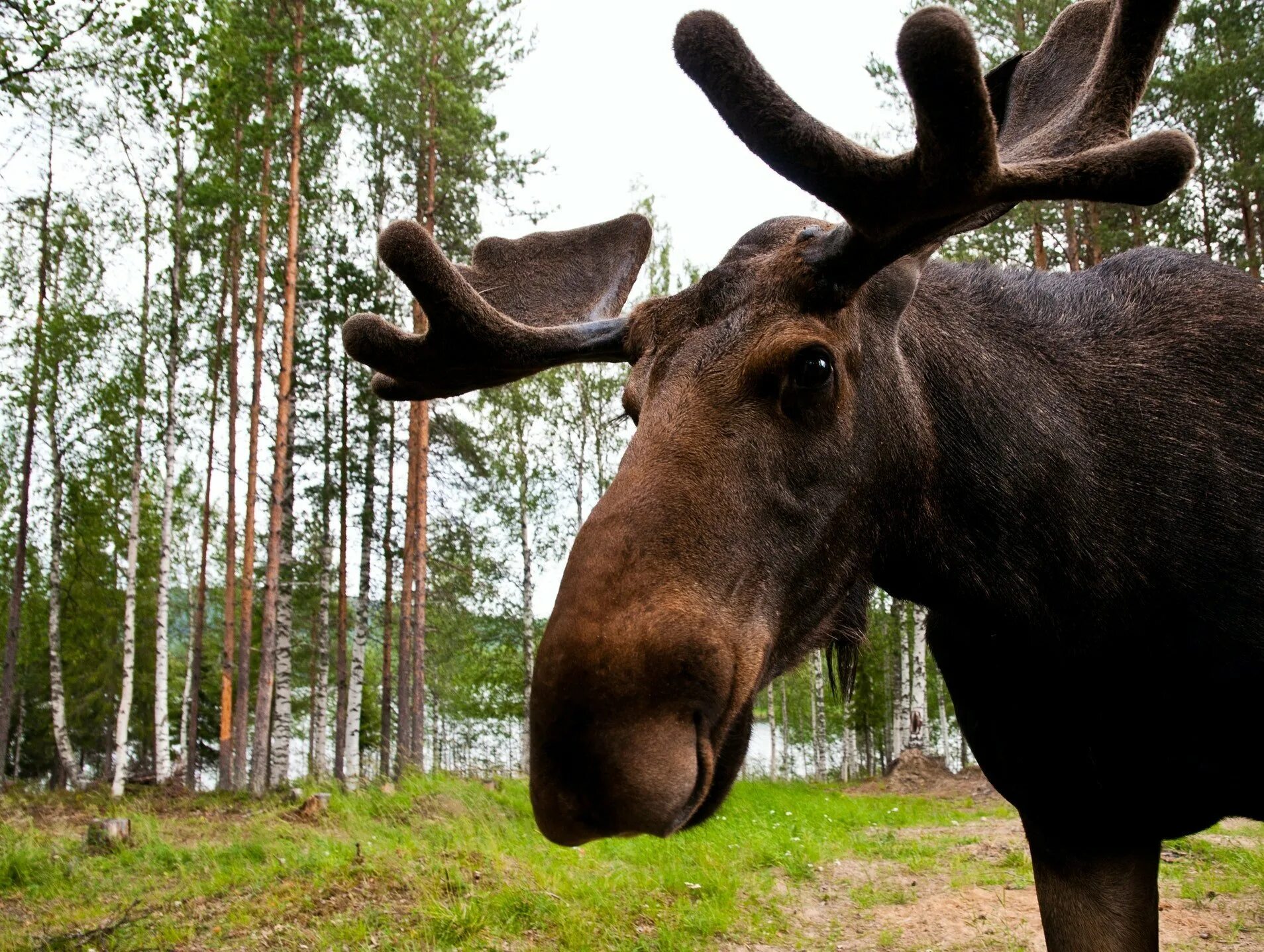 Европейский Лось. Сохатый Лось. Южно Европейский Лось alces alces. Живой Лось. Лось бабушкинская