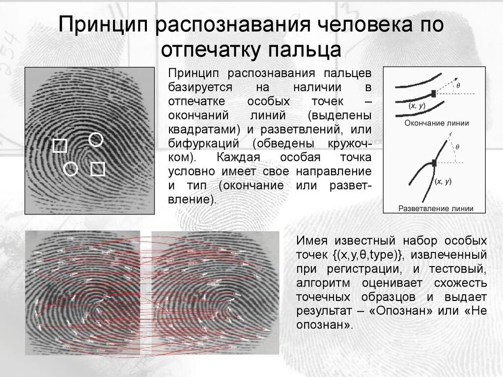 Есть ли отпечатки. Отпечатки пальцев папиллярные узоры. Отпечаток пальца (папиллярные линии). Отпечатки пальцев дактилоскопия. Как определить личность по отпечаткам пальцев.