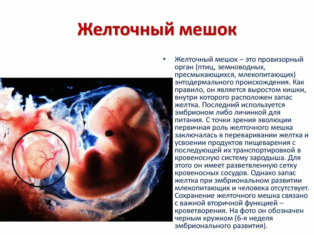 В течении 7 недель 8. Желточный мешок при беременности 6.8 мм. Плодное яйцо и желточный мешок. Желточный мешок на 6 неделе беременности. Желточный мешок на 5 неделе беременности.