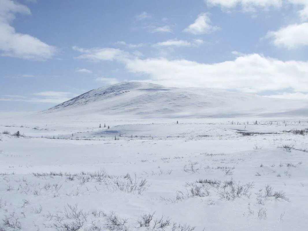 Arctic Tundra. Арктика тундра. Снежный Покров в тундре. Снежная тундра. Ледяная тундра